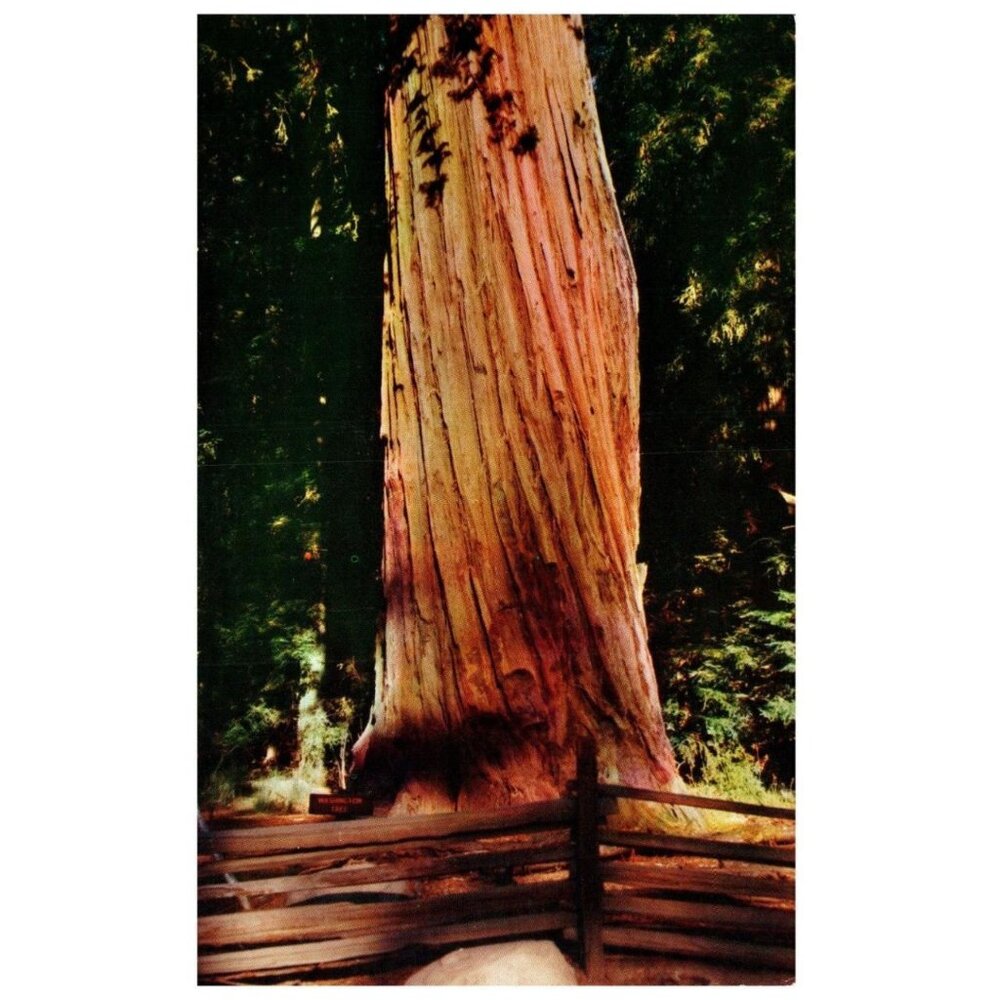 Vintage Postcard Washington Tree Sequoia National Park California